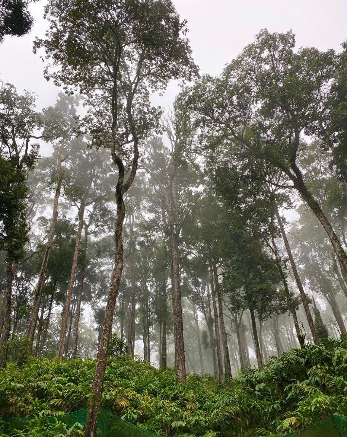 Flower Valley Plantation Homestay Munnar Luaran gambar